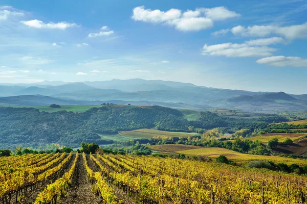 Green vineyard in autumn — Stock Photo, Image