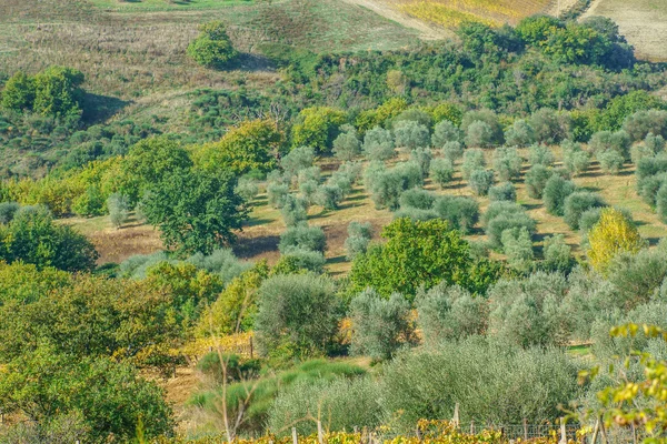 Olivi verdi — Foto Stock