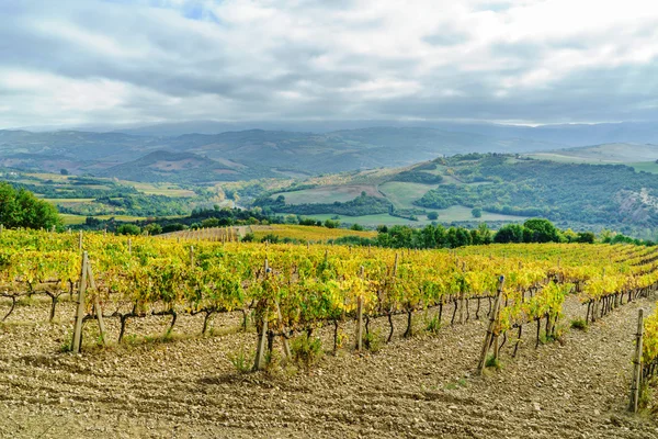 Green vineyard in autumn — Stock Photo, Image