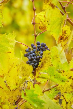 sonbahar üzüm dalları