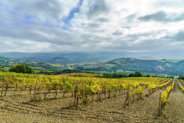 dağlarda yeşil bağ