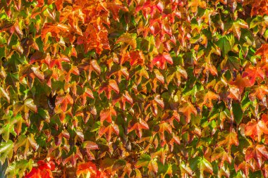 güzel sonbahar duvar