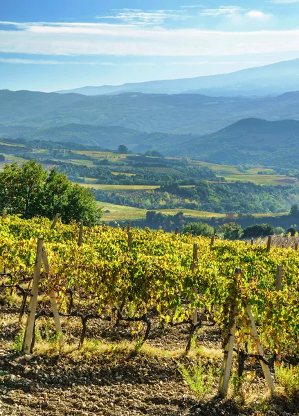 Green Vineyard in mountains — Stock Photo, Image