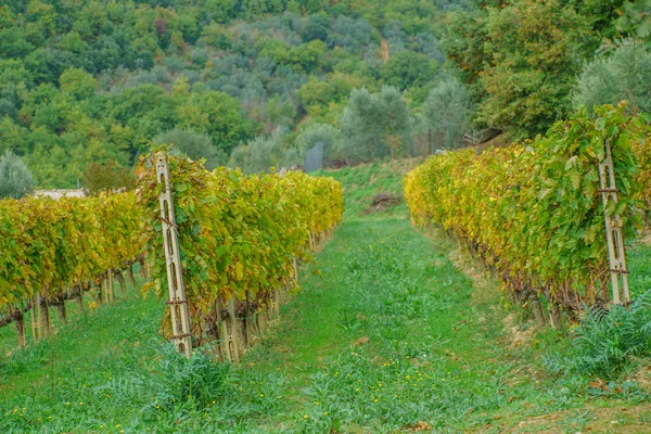 Vinhedo verde nas montanhas — Fotografia de Stock