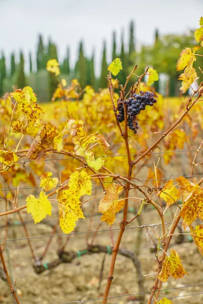 Ramas de uva de otoño — Foto de Stock