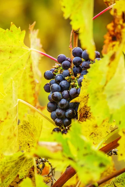 Jesienne winogrono oddziałów — Zdjęcie stockowe