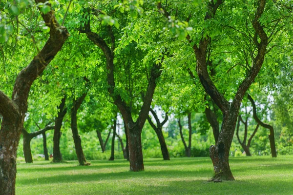 Helder groene bomen — Stockfoto