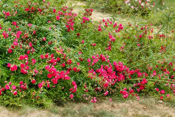 Pembe Gül bush — Stok fotoğraf