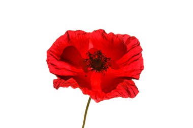 Güzel kırmızı haşhaş çiçek