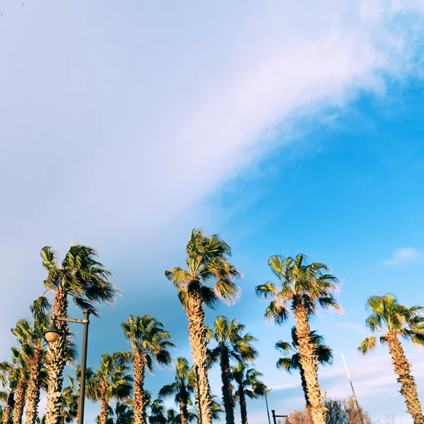 Hoge palmbomen buiten — Stockfoto