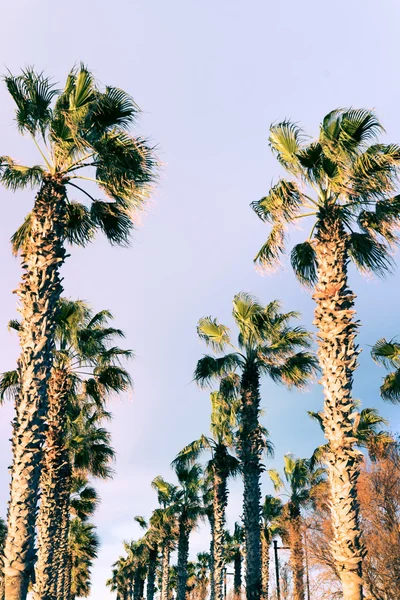 Tall palm trees outdoor — Stock Photo, Image