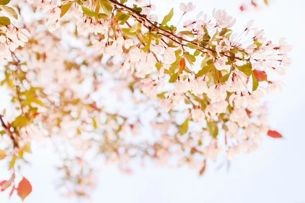 Třešňový květ květiny — Stock fotografie