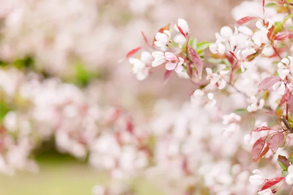 樱花盛开鲜花 — 图库照片