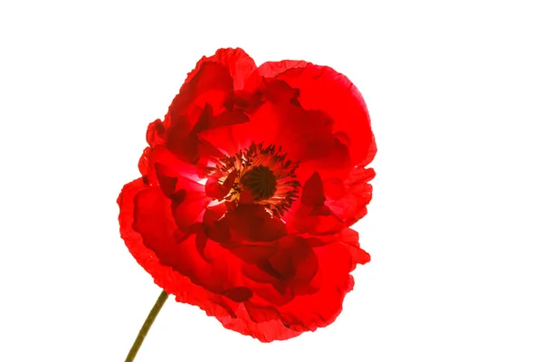 Красивый красный цветок мака — стоковое фото