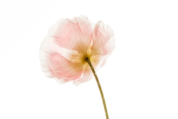 Witte poppy bloem — Stockfoto