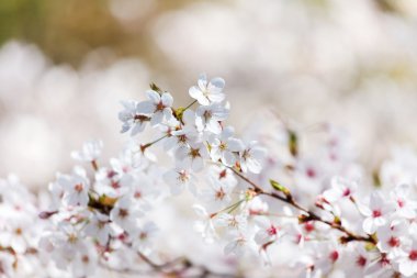 Beyaz çiçek blossom ile kiraz ağacı