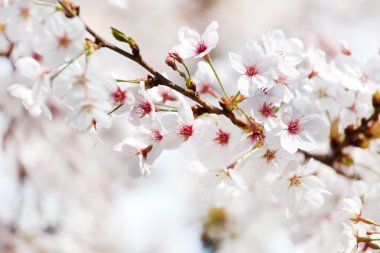 Beyaz çiçek blossom ile kiraz ağacı