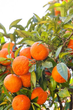 Olgun mandalina ağacı üzerinde