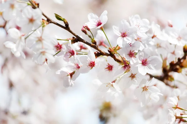 Cerisier à fleurs blanches fleurissent — Photo