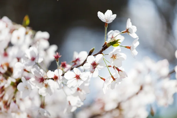 Cerejeira com flores brancas flor — Fotografia de Stock