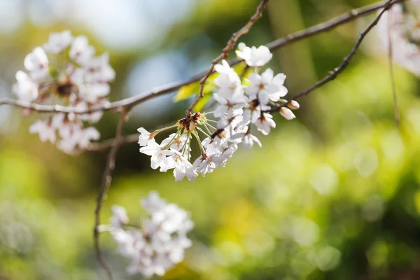 Třešeň s květy, bílými květy — Stock fotografie