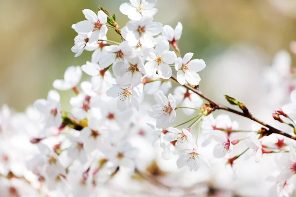 Wiśniowe drzewo z białe kwiaty kwitnąć — Zdjęcie stockowe