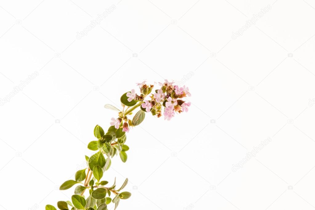 Thyme flowers on white