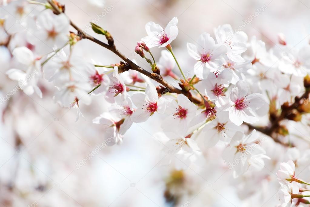 Cherry tree with white flowers blossom