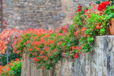 Güzel bahar çiçekleri