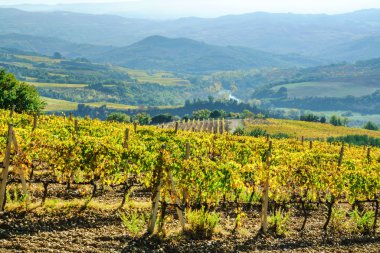 üzüm İtalyan peyzaj