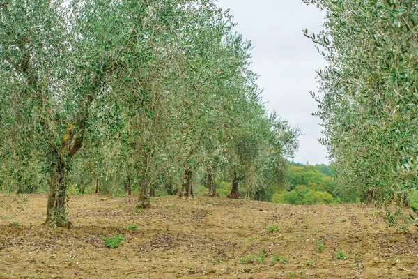 Velhas oliveiras — Fotografia de Stock