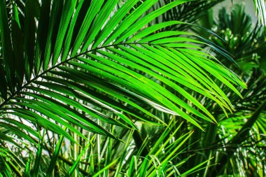 Yeşil palmiye ağaçlarının yaprakları