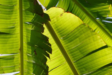 Yeşil yaprak dokusu