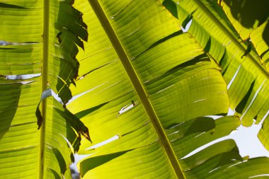 Yeşil yaprak dokusu