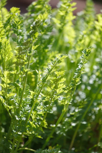 Green parsley plant — Stock Photo, Image