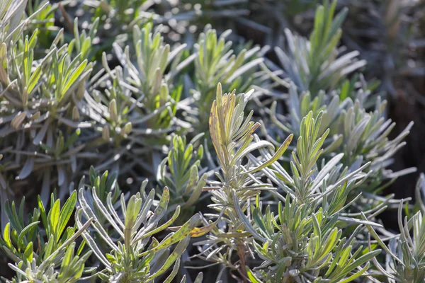 Rośliny zielone rosemary — Zdjęcie stockowe