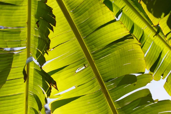 Groene bladeren textuur — Stockfoto
