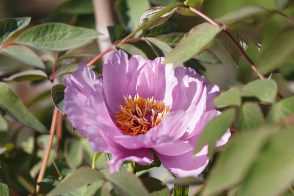 Vacker pion blomma — Stockfoto