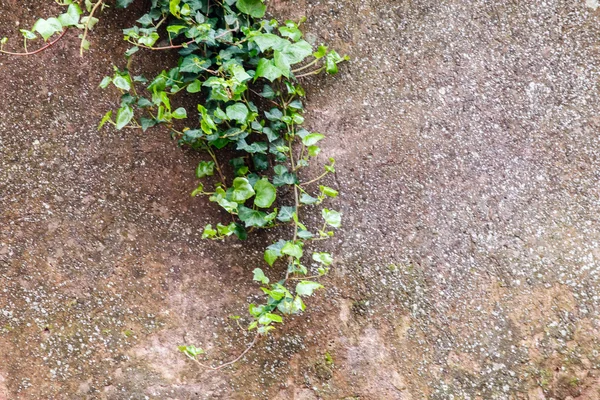 Green plant on wall — Stock Photo, Image