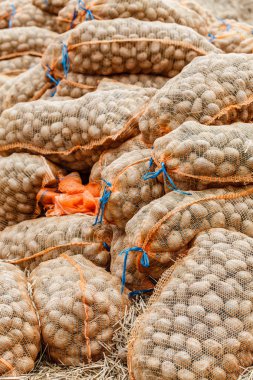 torbalarda toplanan patates