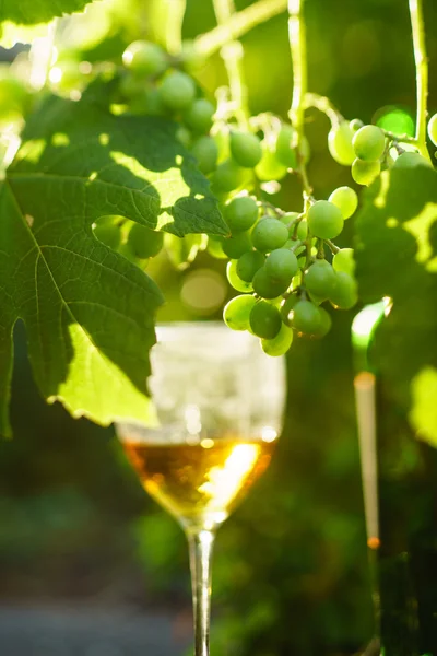 Wine in glass with grapes — Stock Photo, Image