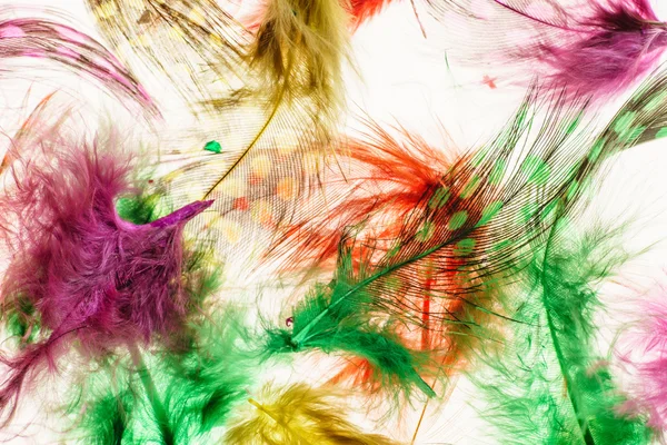 Beautiful color feathers — Stock Photo, Image