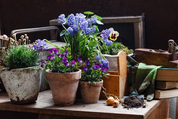 Vårblommor i krukor — Stockfoto