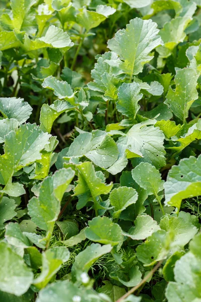 Radish leaves garden — Stock Photo, Image