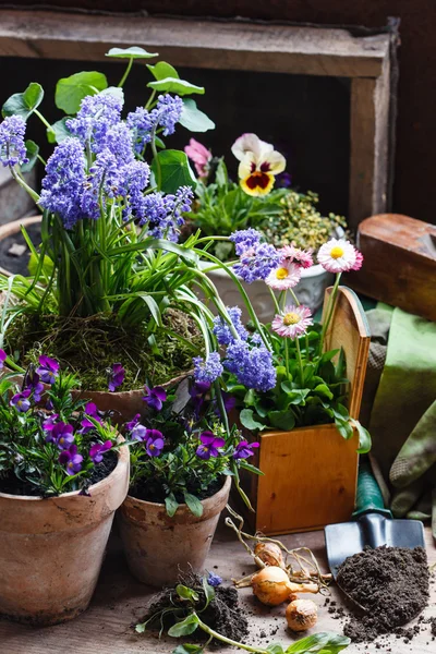 Flores de primavera em potes — Fotografia de Stock