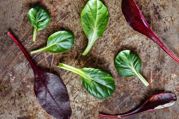 Fresh green salad leaves — Stock Photo, Image