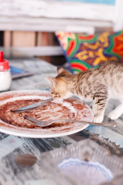 Nettes Kätzchen essen — Stockfoto
