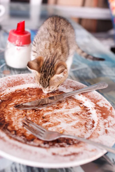 Nettes Kätzchen essen — Stockfoto