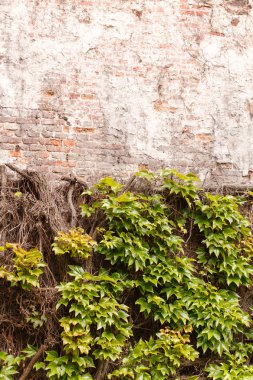 duvarda yabani üzüm