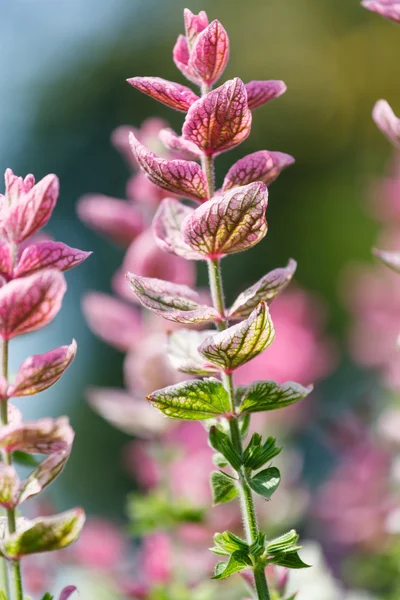 Hermosas flores púrpuras — Foto de Stock